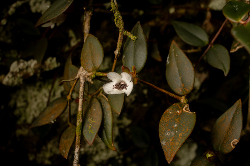 Codonanthe carnosa, photograph 1