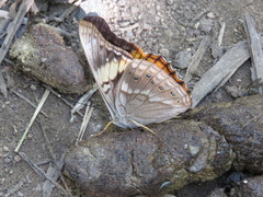 Asterocampa idyja argus