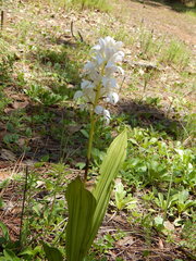 Govenia liliacea