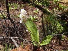 Govenia liliacea