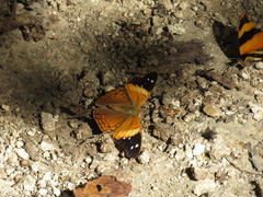 Asterocampa idyja argus