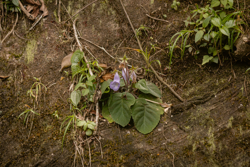 Sinningia speciosa, Rio de Janeiro, BR