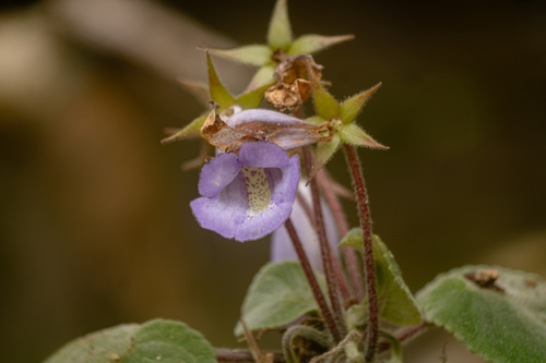 Sinningia speciosa