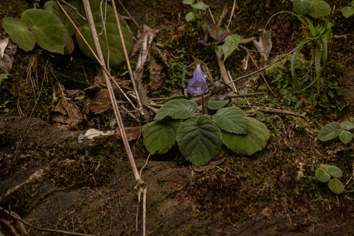 Sinningia speciosa