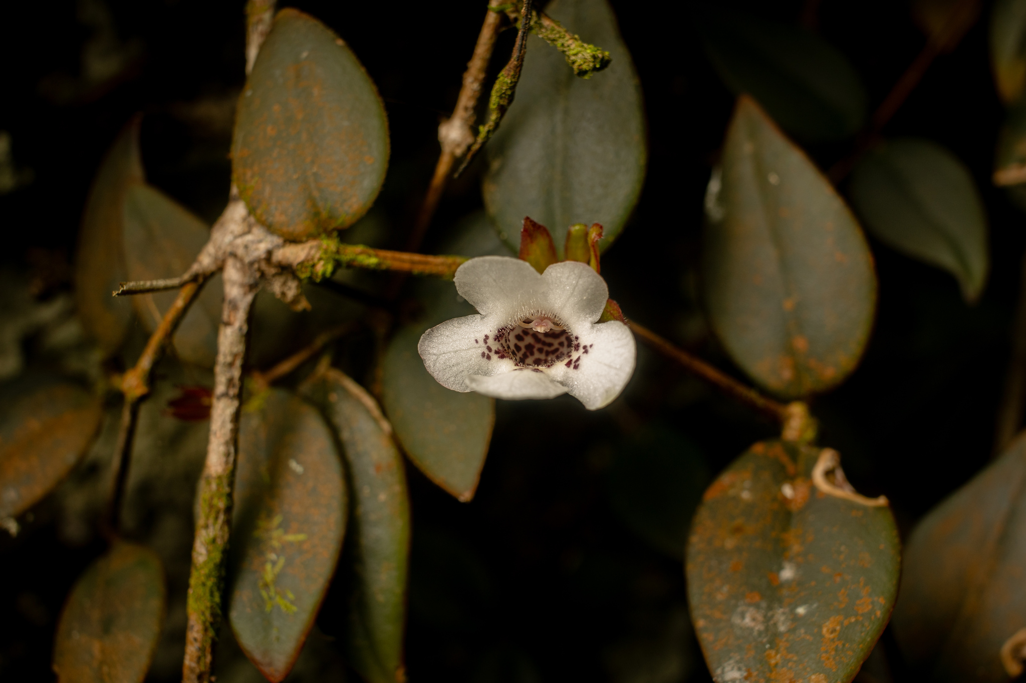 Codonanthe carnosa