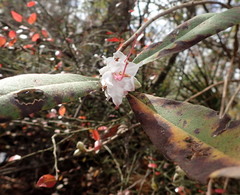 Rhododendron flammeum