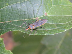 Repipta fuscipes