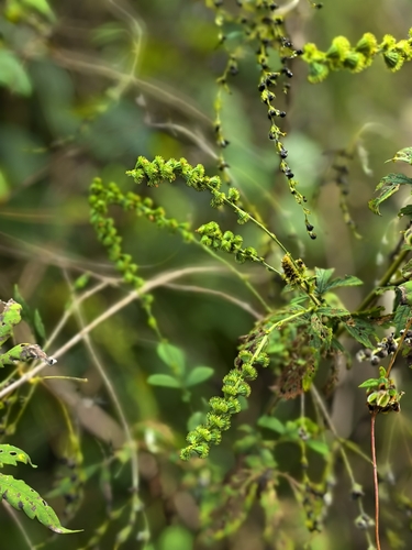Hairy Agrimony