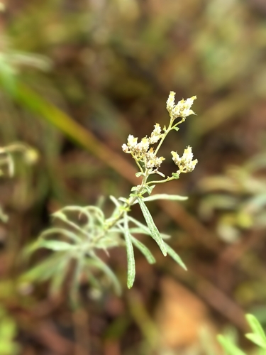 Alpine pearly everlasting