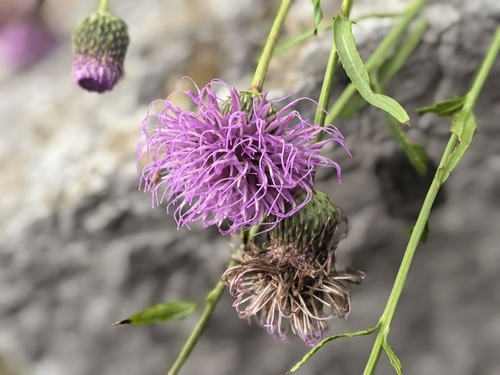 Chinese Thistle