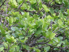 Ficus pringlei