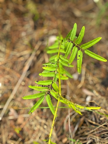 Great burnet