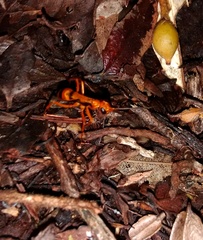 Sphictostethus apogonus