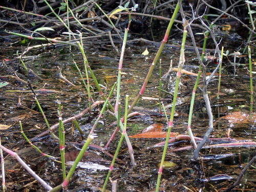 Alternanthera philoxeroides image