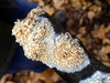 Toothed Crust - Photo (c) Paul Cook, some rights reserved (CC BY), uploaded by Paul Cook