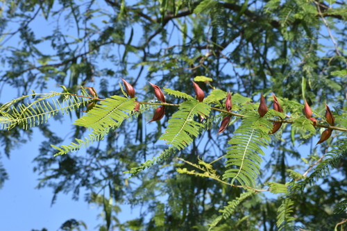 Palo de brasil (Haematoxylum brasiletto)