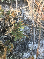 Selaginella acanthonota