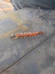Scolopendra heros