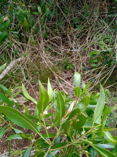 Myoporum tenuifolium observed 2025-09-26