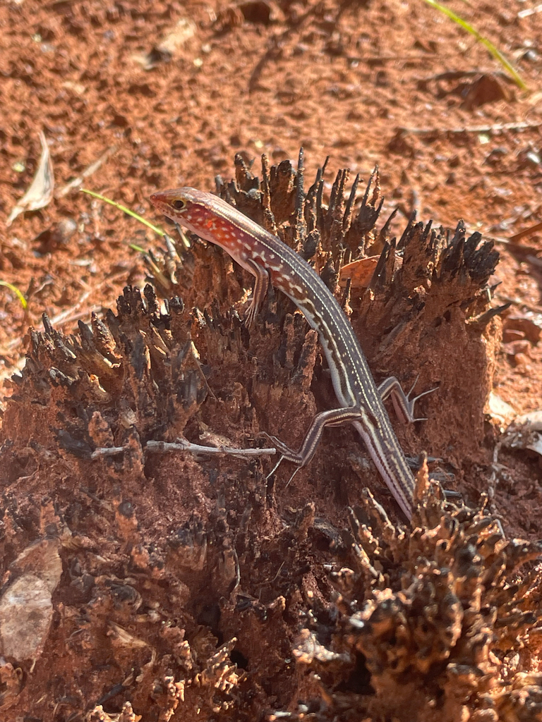 Soldier Ctenotus