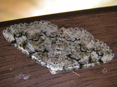 Cleorodes lichenaria