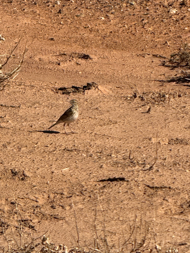 Australian Pipit