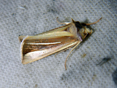 Plusia venusta
