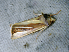 Plusia venusta