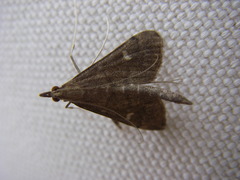 Dolicharthria punctalis