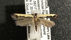 Dichomeris serrativittella