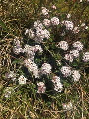 Pimelea alpina