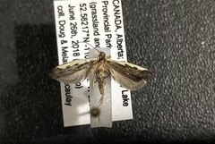 Dichomeris serrativittella