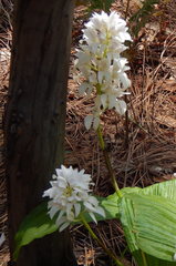 Govenia liliacea