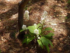 Govenia liliacea