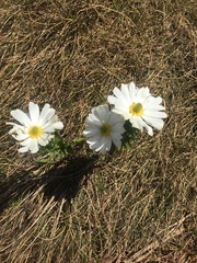 Ranunculus anemoneus