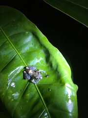 Pristimantis ventrimarmoratus