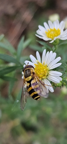 Unknown species found near Ottawa, KS 66067, USA