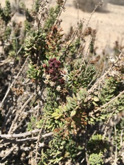 Ophryosporus triangularis