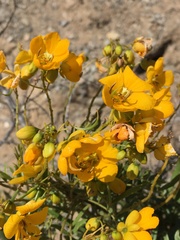 Senna cumingii