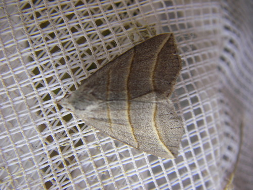 Lesser Belle