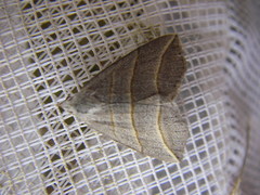 Colobochyla salicalis