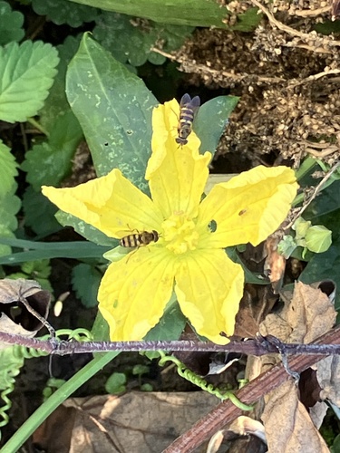 Unknown species found near Tremont Dr, Louisville, KY, US