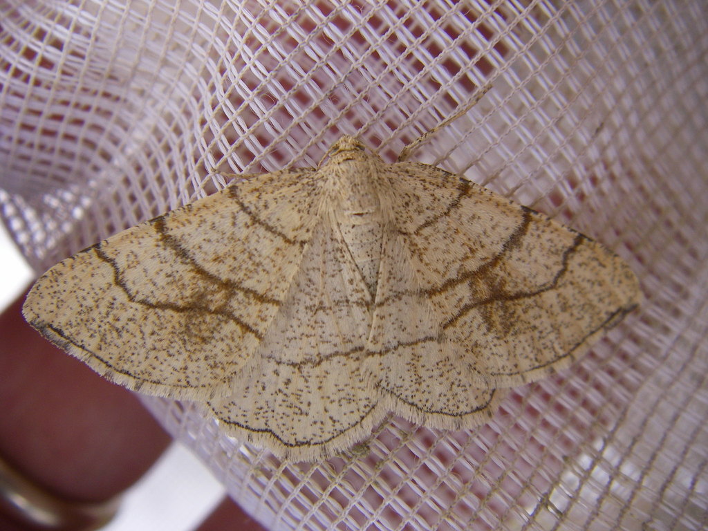 Brindled three-lined moth