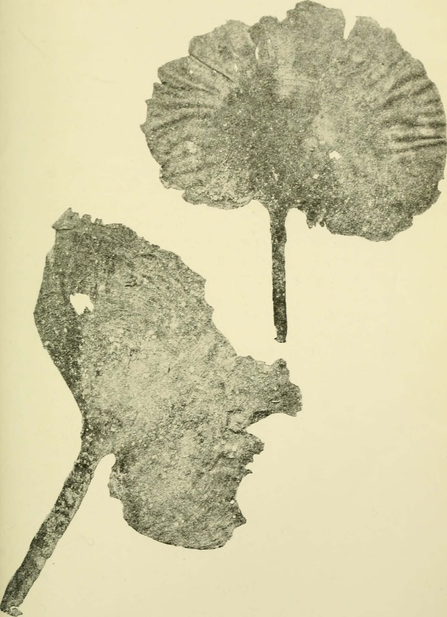 Avrainvillea asarifolia
