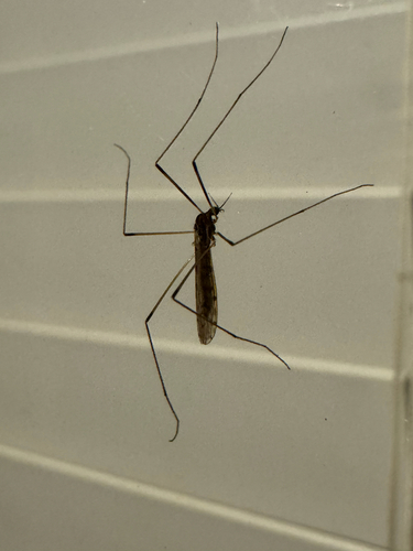 Unknown species found near S Brandi Dr, Elkins, AR, US