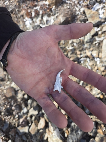 Arctic Ground Squirrel observed by caiawatha