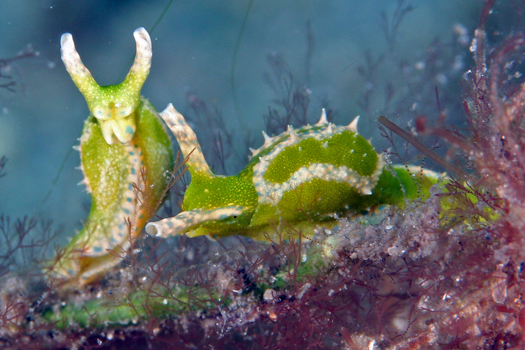 Oxynoe antillarum