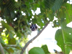 Gasteracanthinae
