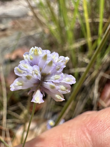Burmannia dasyantha