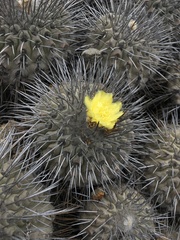 Copiapoa dealbata